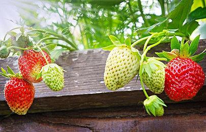 《仁王3》卑弥呼女王介绍 有神秘力量的古代女王